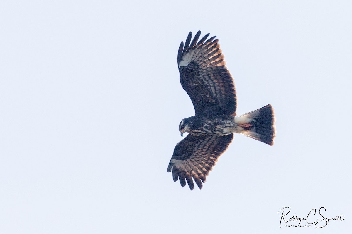 Snail Kite - ML193464061