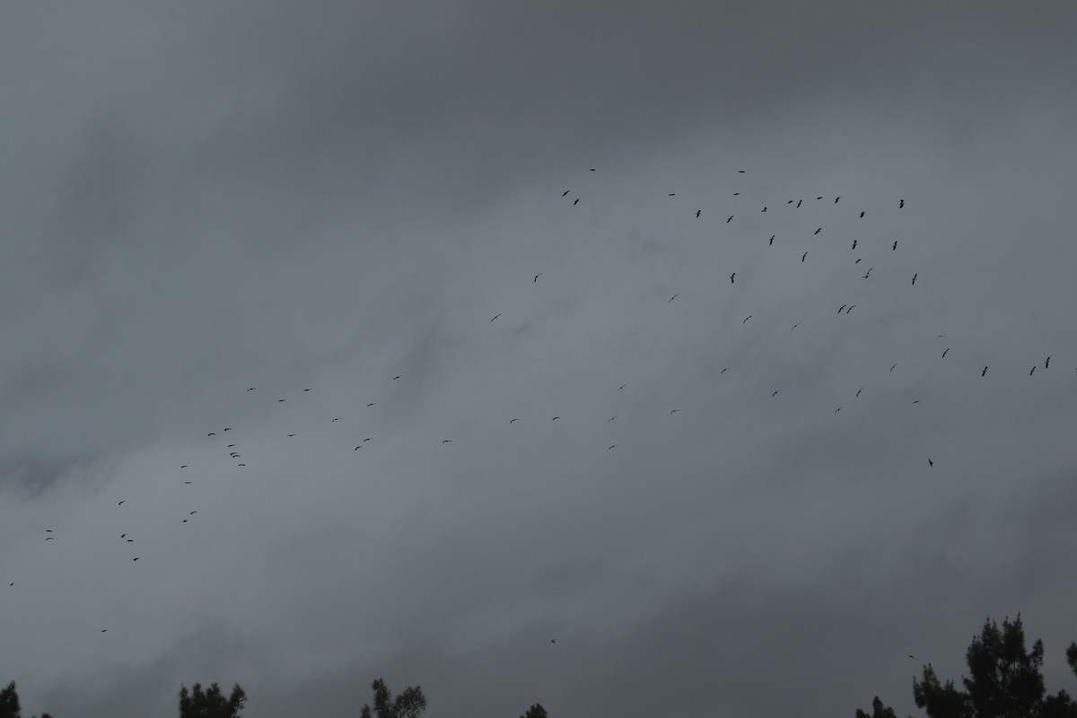 Northern Lapwing - ML193464151