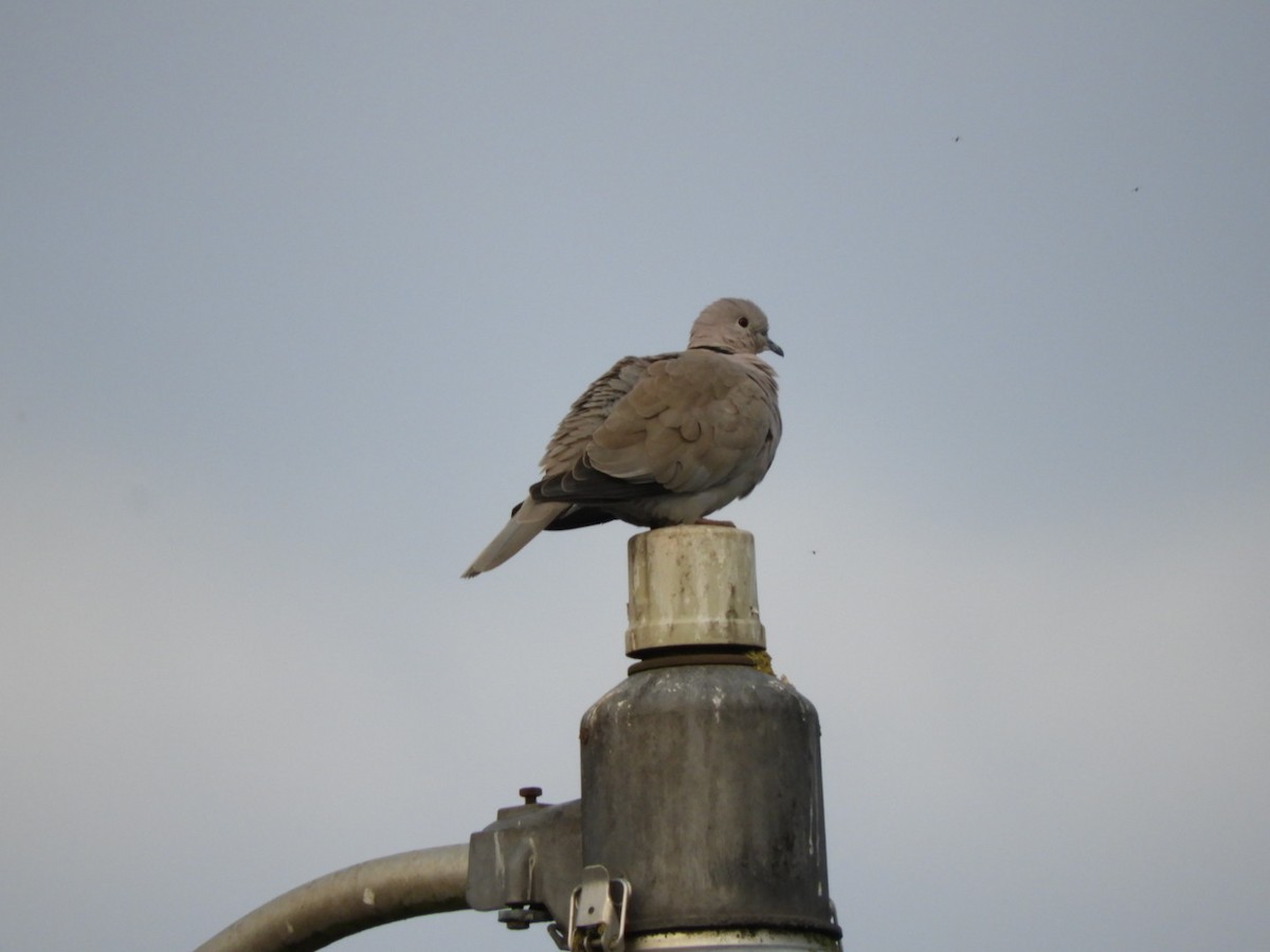 Eurasian Collared-Dove - Jeff Harding