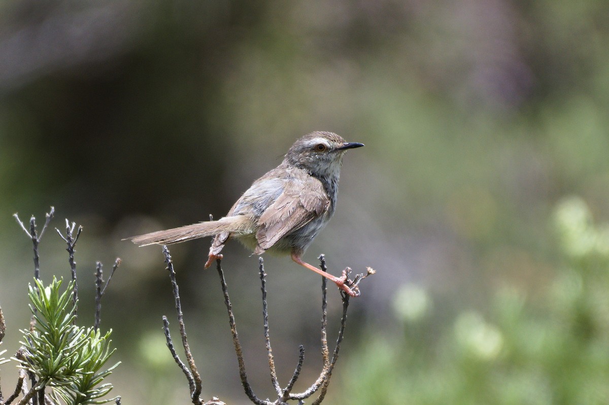 Karoo Prinia - ML193465421