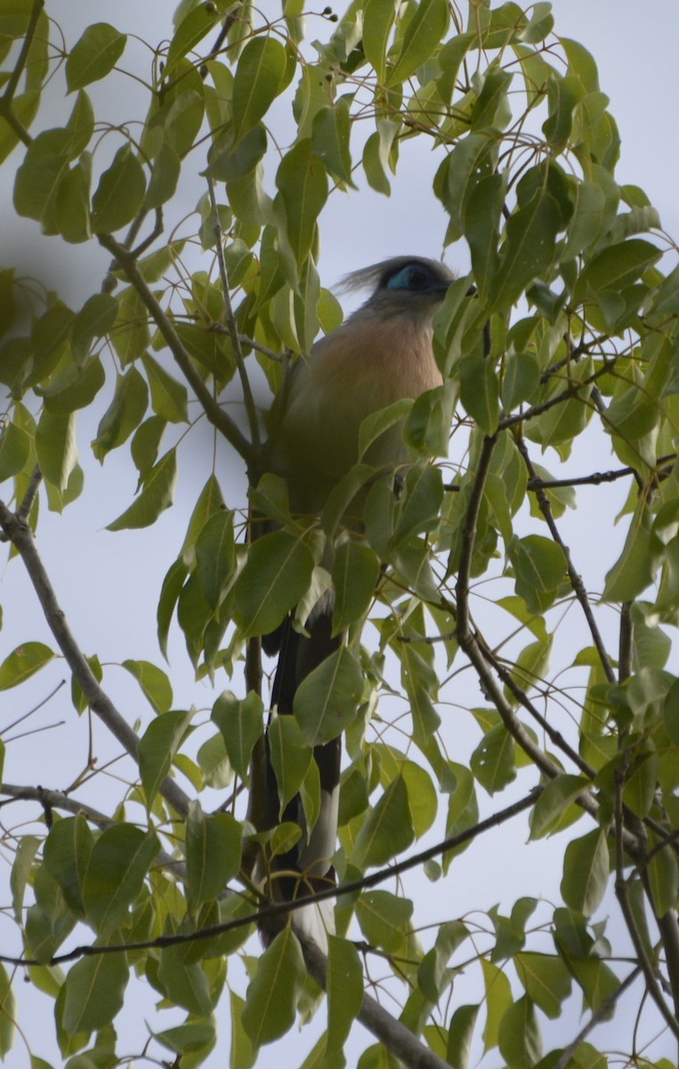 Crested Coua - ML193466321