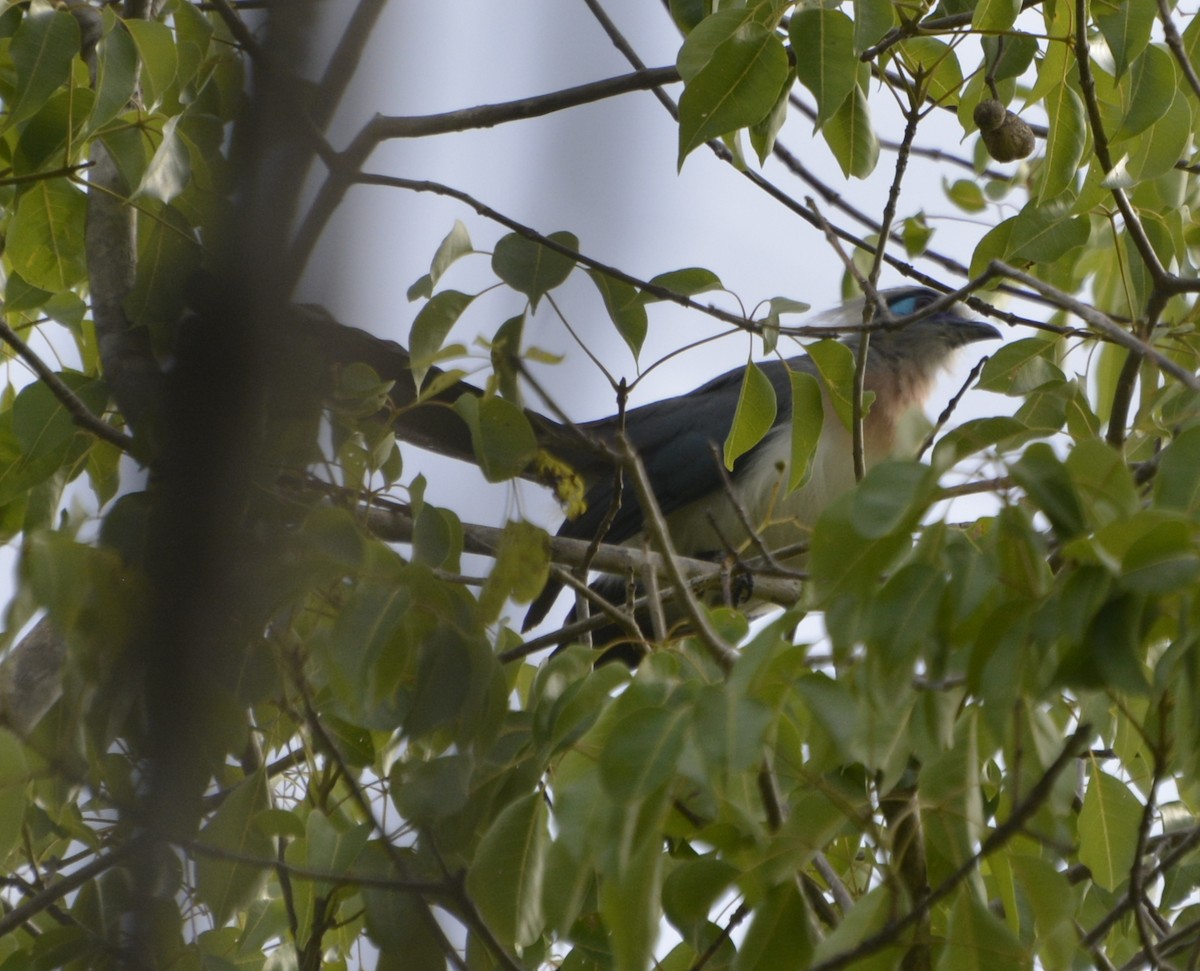 Crested Coua - ML193466331