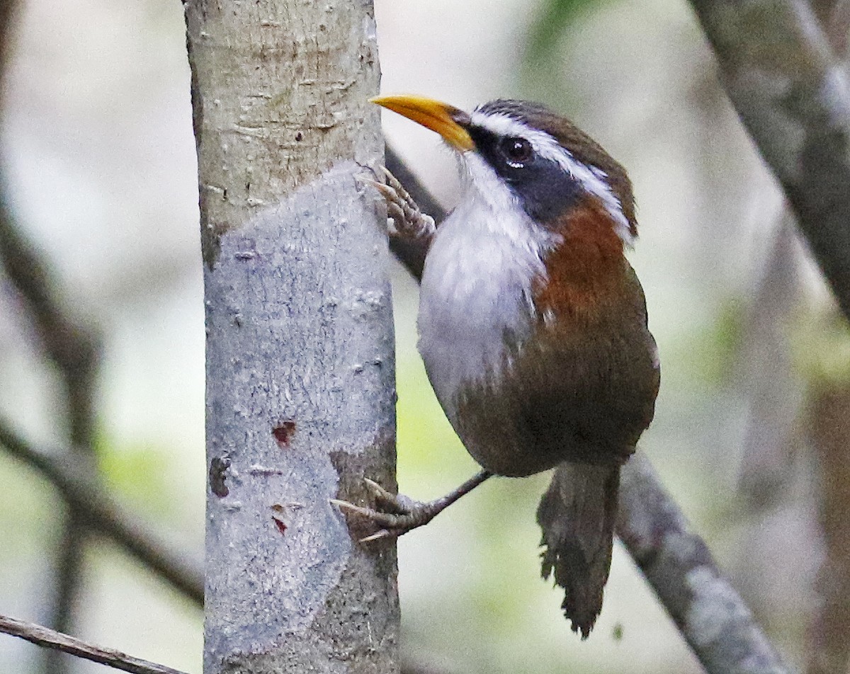 White-browed Scimitar-Babbler - ML193467201