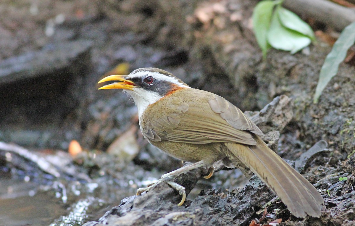 White-browed Scimitar-Babbler - ML193467281