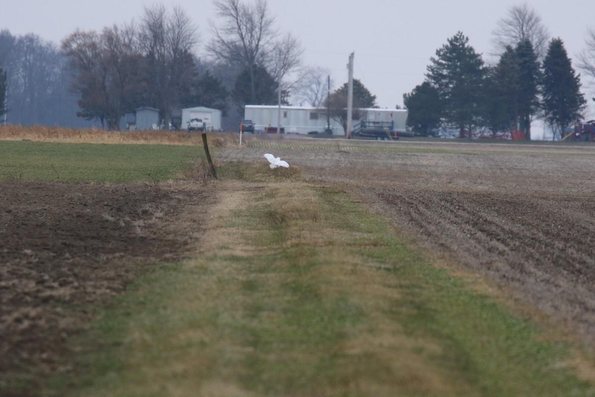 Snowy Owl - ML193467561