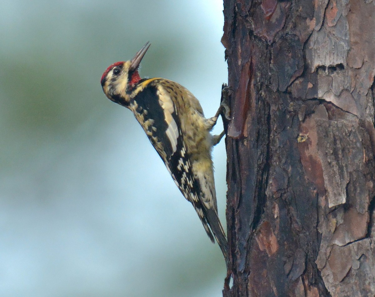 Yellow-bellied Sapsucker - joseph mileyka