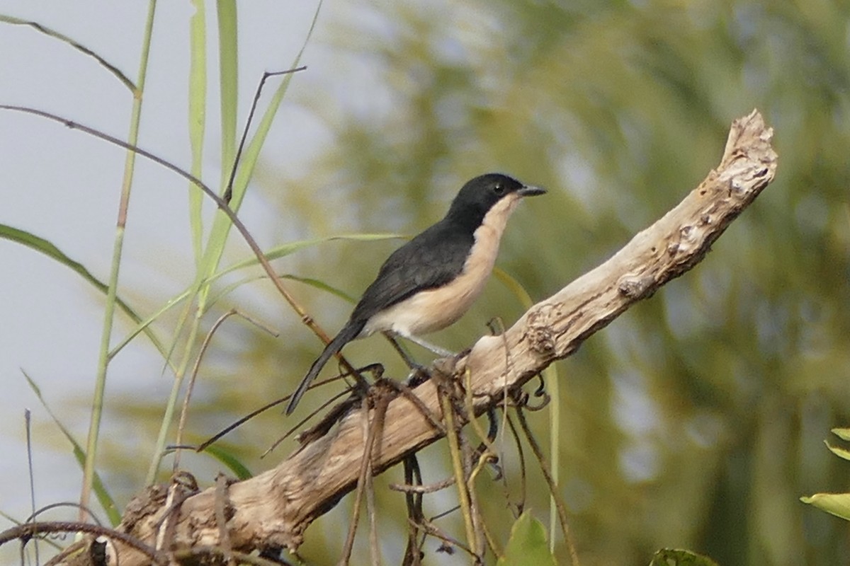 Turati's Boubou - Peter Kaestner