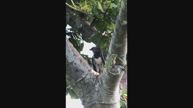 Harpy Eagle - ML193474271