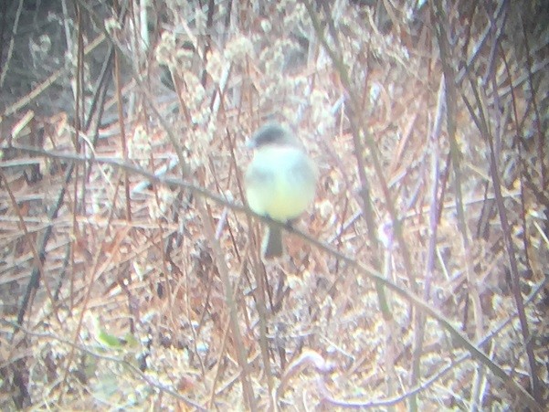 Eastern Phoebe - ML193474441
