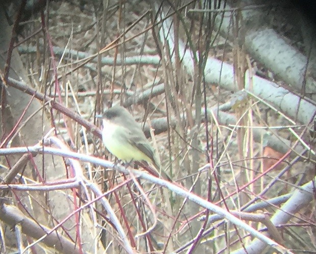 Eastern Phoebe - ML193474451