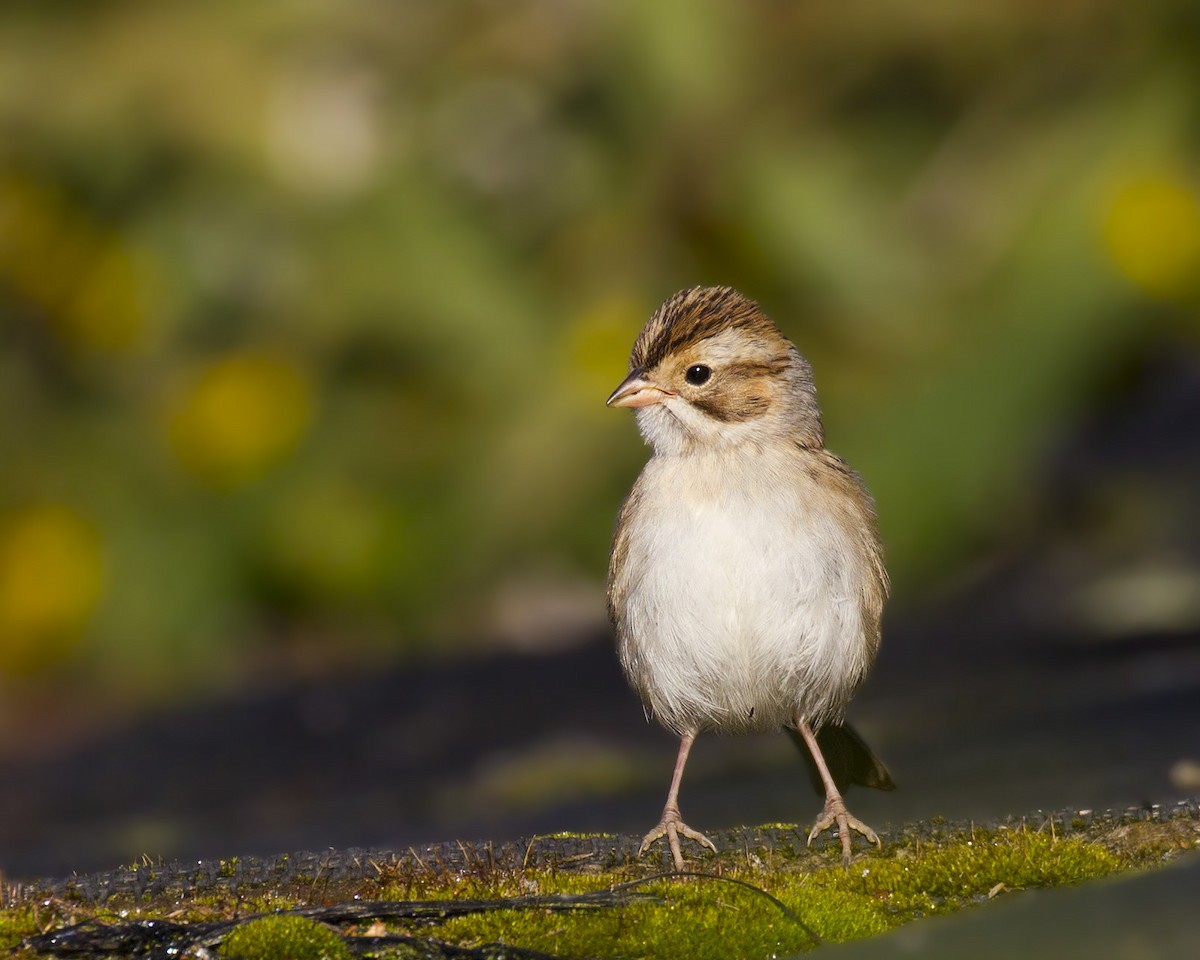 Clay-colored Sparrow - ML193475721