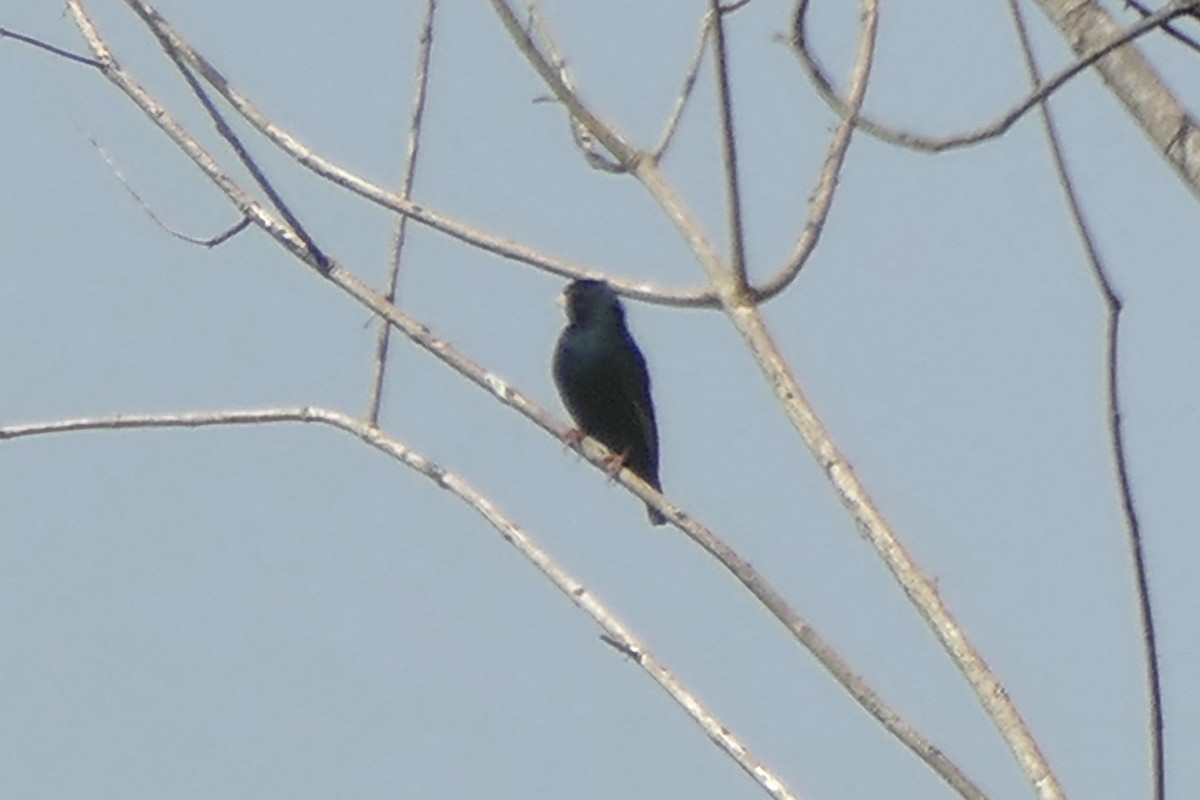 Cameroon Indigobird - ML193477221