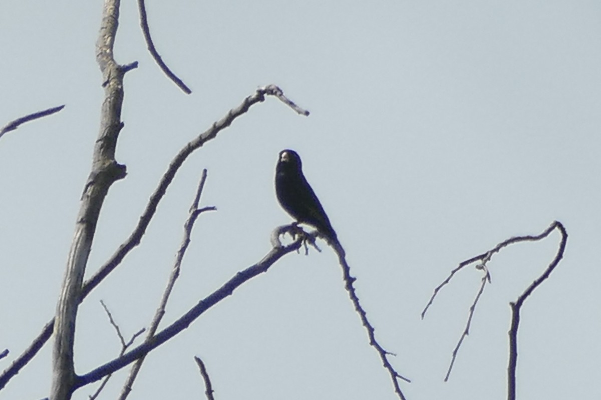 Cameroon Indigobird - ML193477231