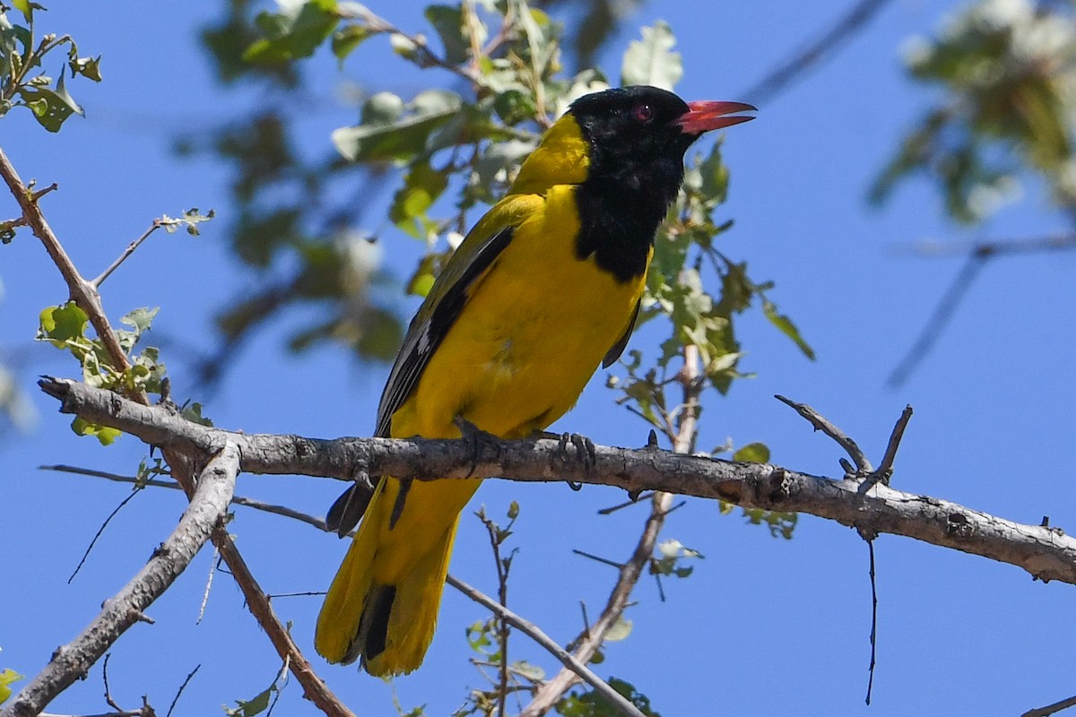African Black-headed Oriole - ML193478651