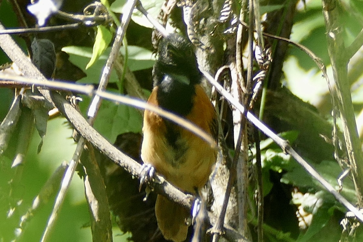 Black-capped Rufous-Warbler - ML193479131