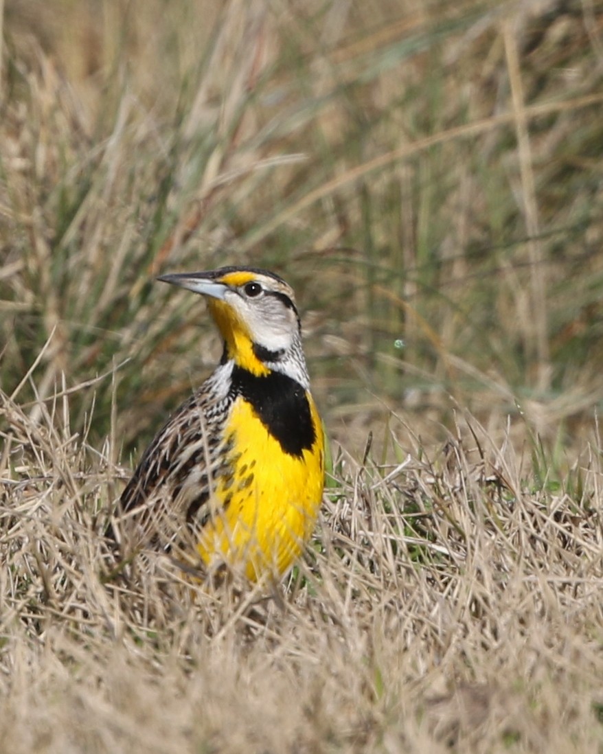 Eastern Meadowlark - ML193479441