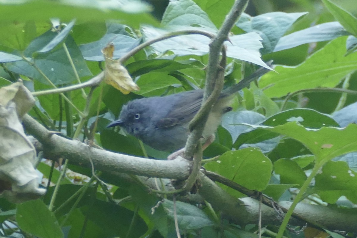 Sierra Leone Prinia - ML193479951