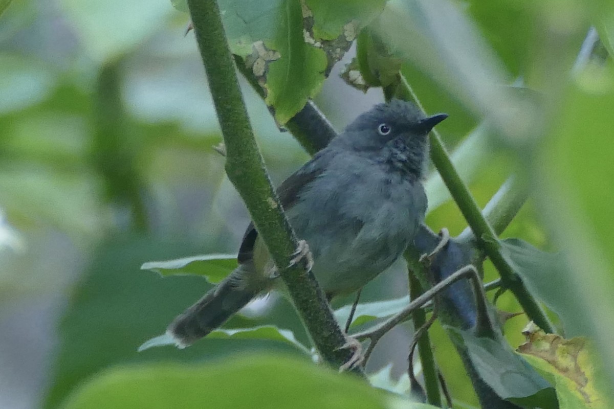 Sierra Leone Prinia - ML193479971