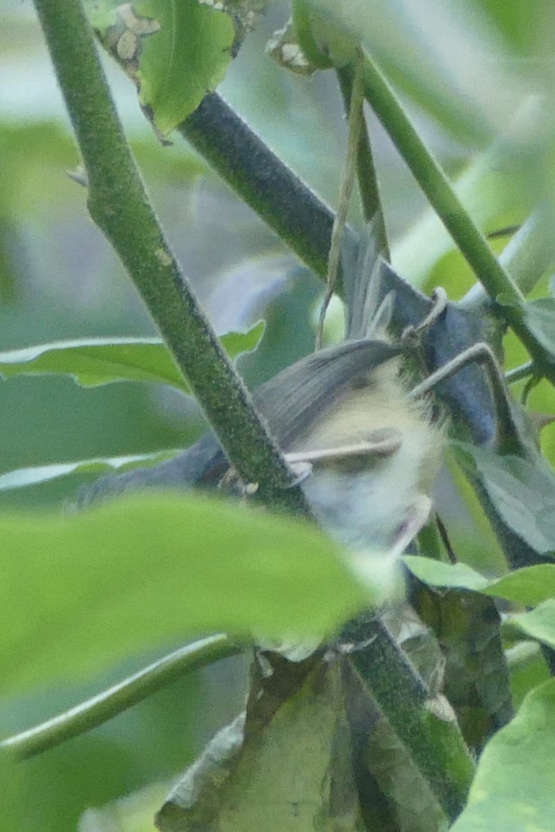 Sierra Leone Prinia - ML193480001