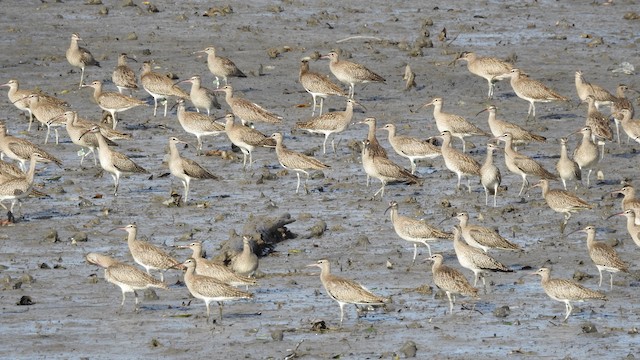 Whimbrel - ML193480021