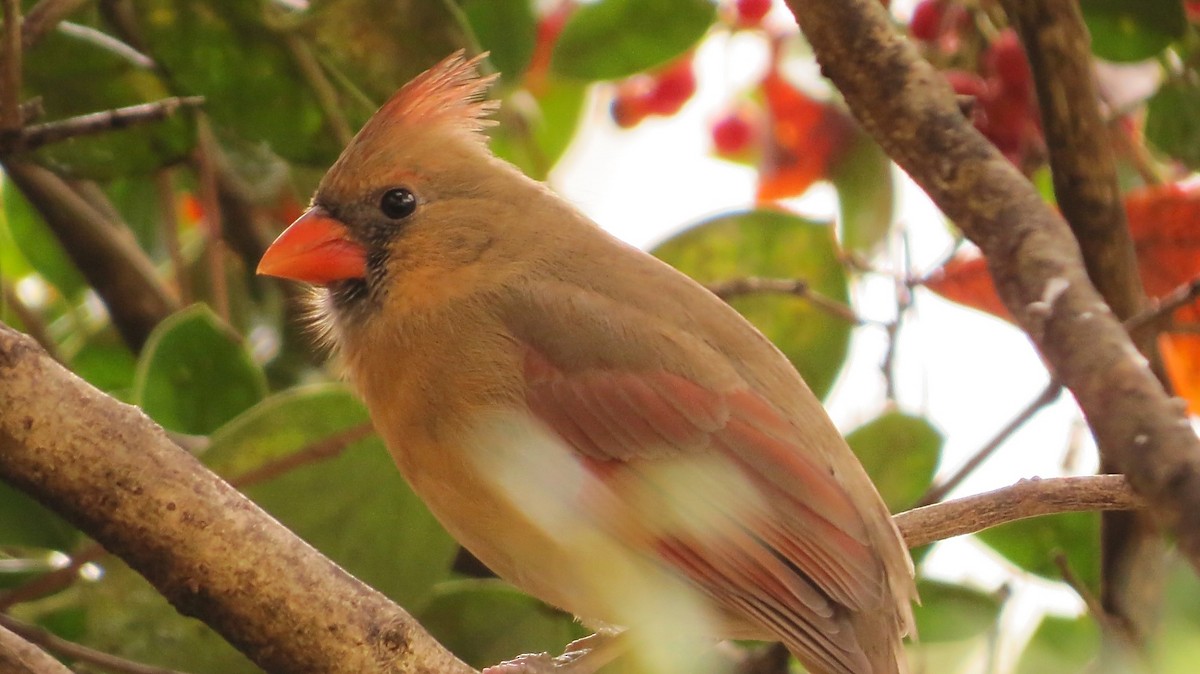 Northern Cardinal - ML193481901