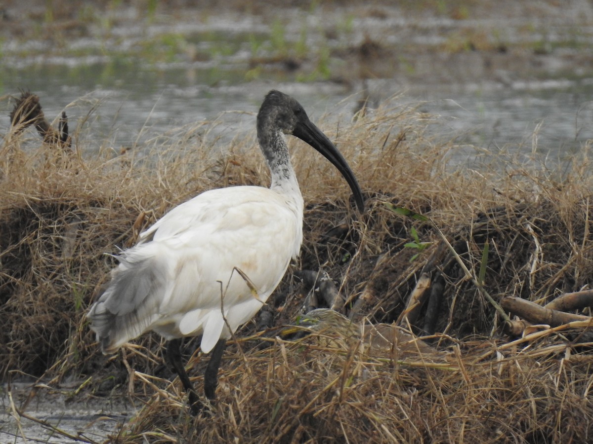 Black-headed Ibis - ML193482501