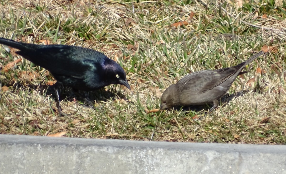 Brown-headed Cowbird - ML193483091