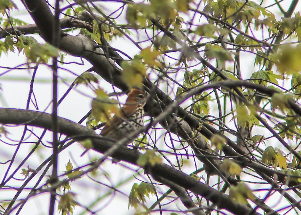 Wood Thrush - ML193485411