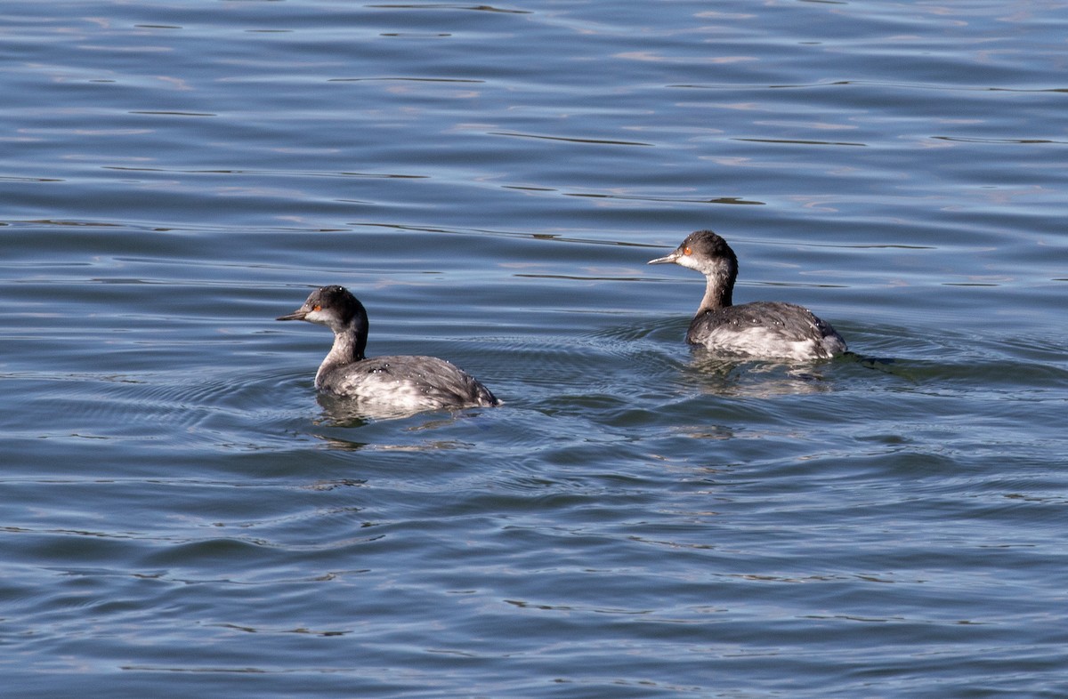 Eared Grebe - ML193485591