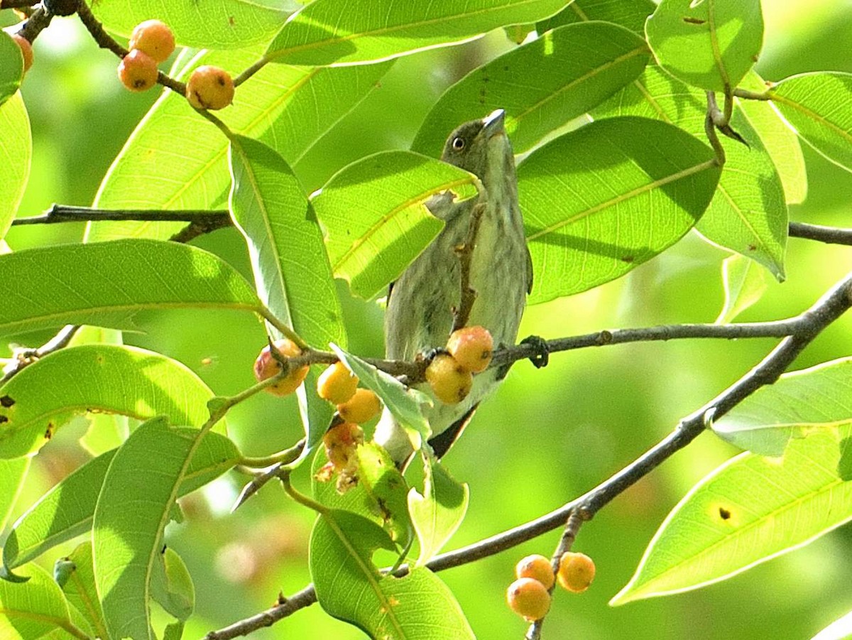 Thick-billed Flowerpecker - ML193486871