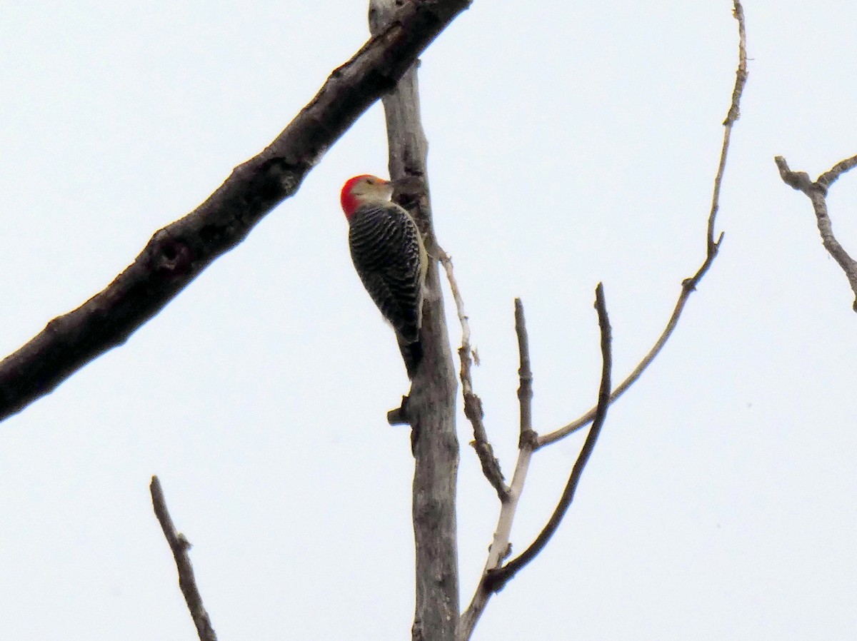 Red-bellied Woodpecker - ML193487241