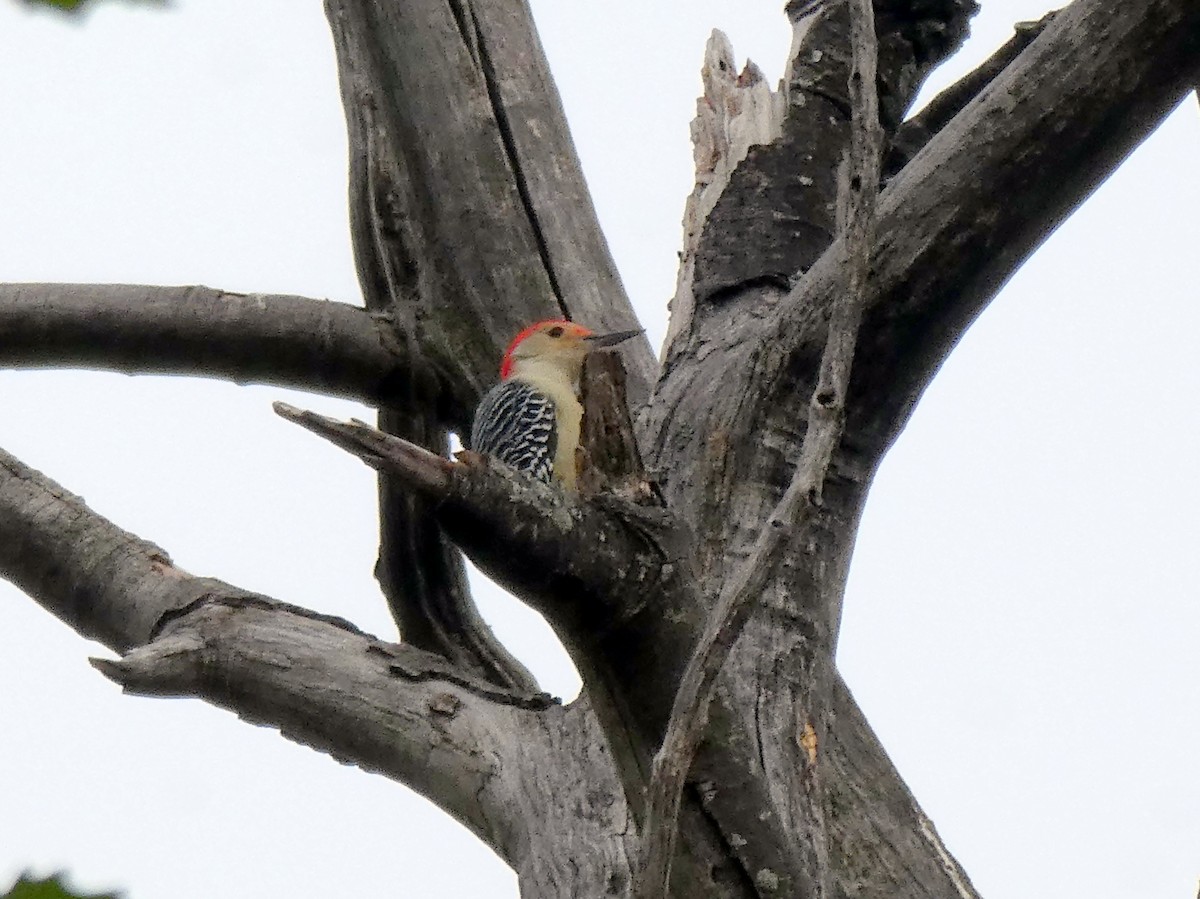 Red-bellied Woodpecker - ML193487271