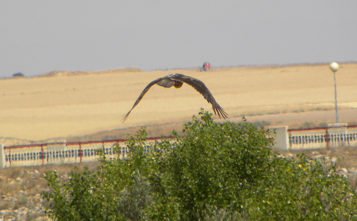 Bonelli's Eagle - Miguel Rodríguez Esteban