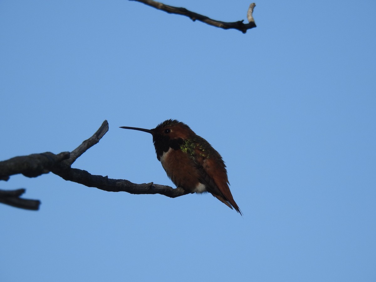 Allen's Hummingbird - ML193488931