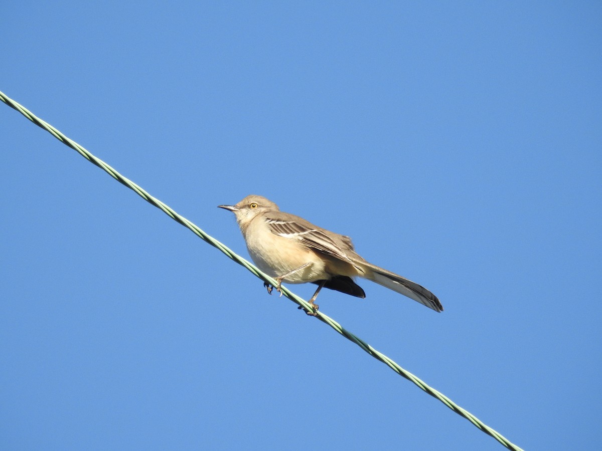 Northern Mockingbird - ML193489291