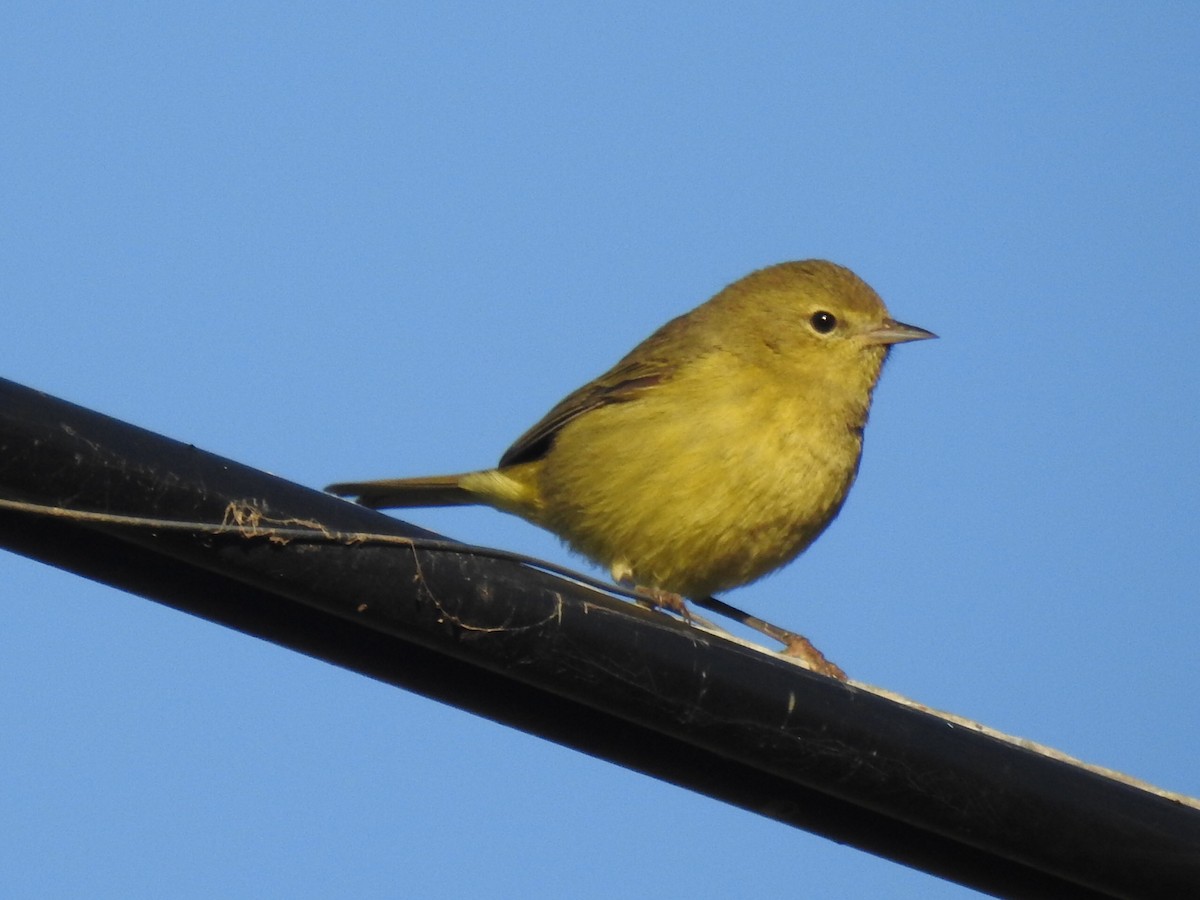 Orange-crowned Warbler - ML193489531