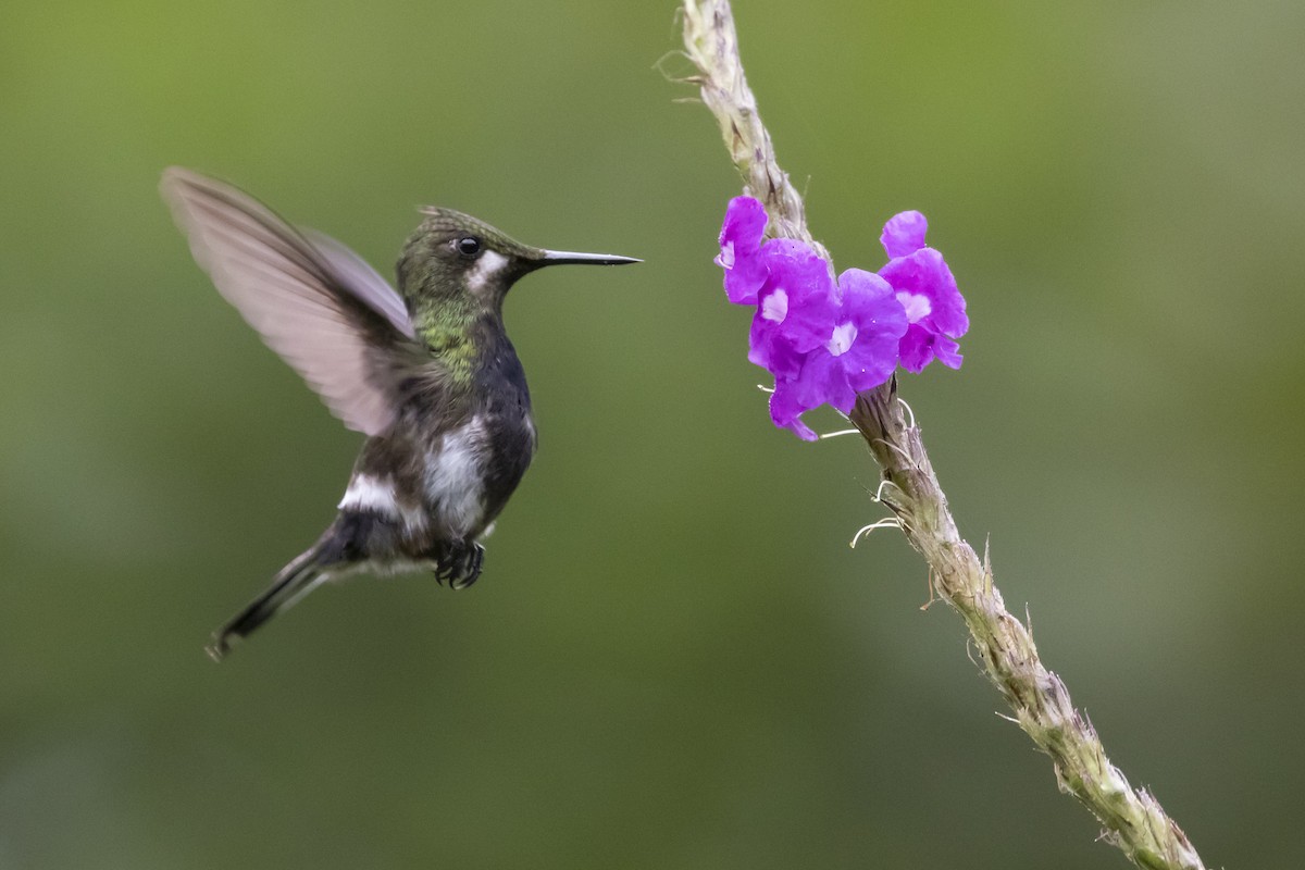 Wire-crested Thorntail - Marcelo Corella