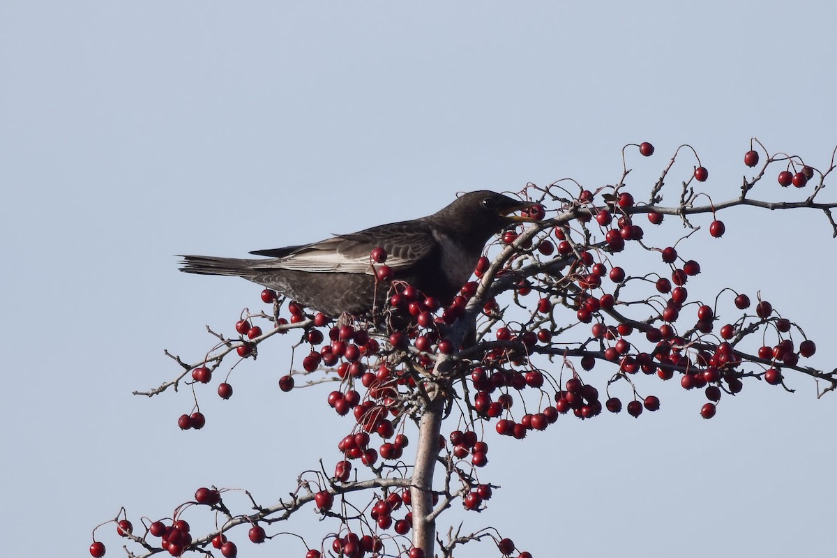 Ring Ouzel - ML193495811