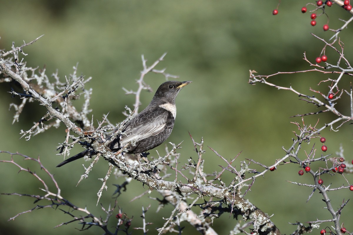 Ring Ouzel - ML193495871