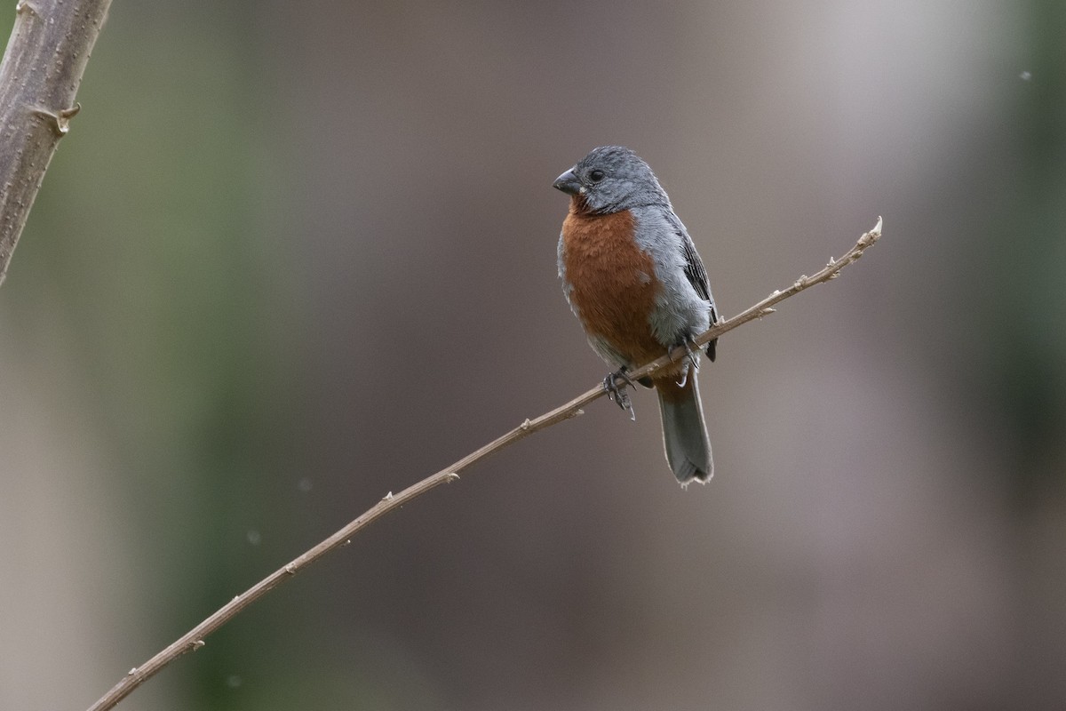 Chestnut-bellied Seedeater - Marcelo Corella