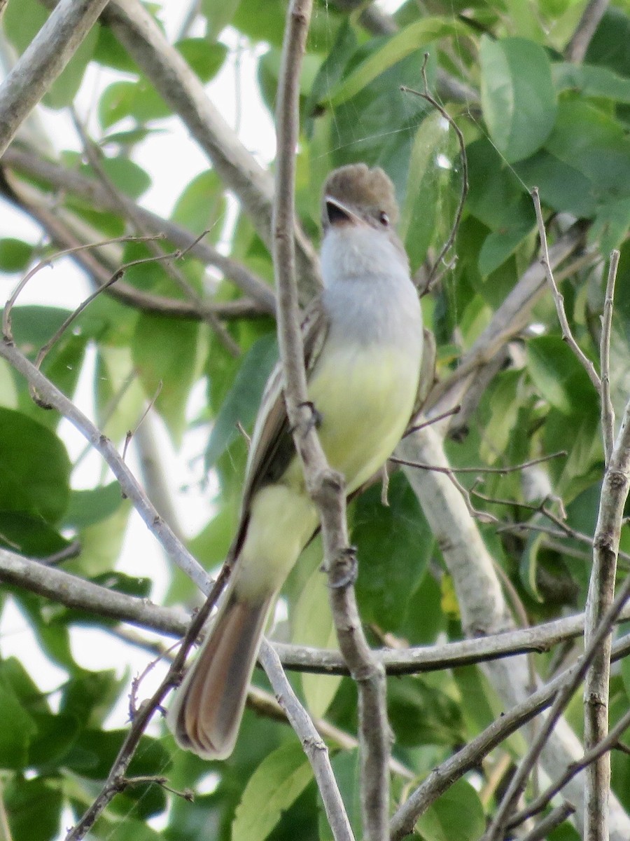 Brown-crested Flycatcher - Nick Komar