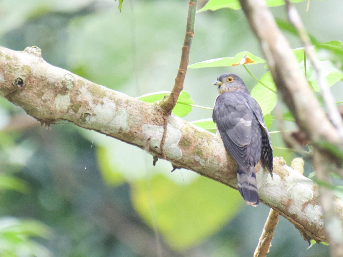 Hodgson's Hawk-Cuckoo - ML193496941