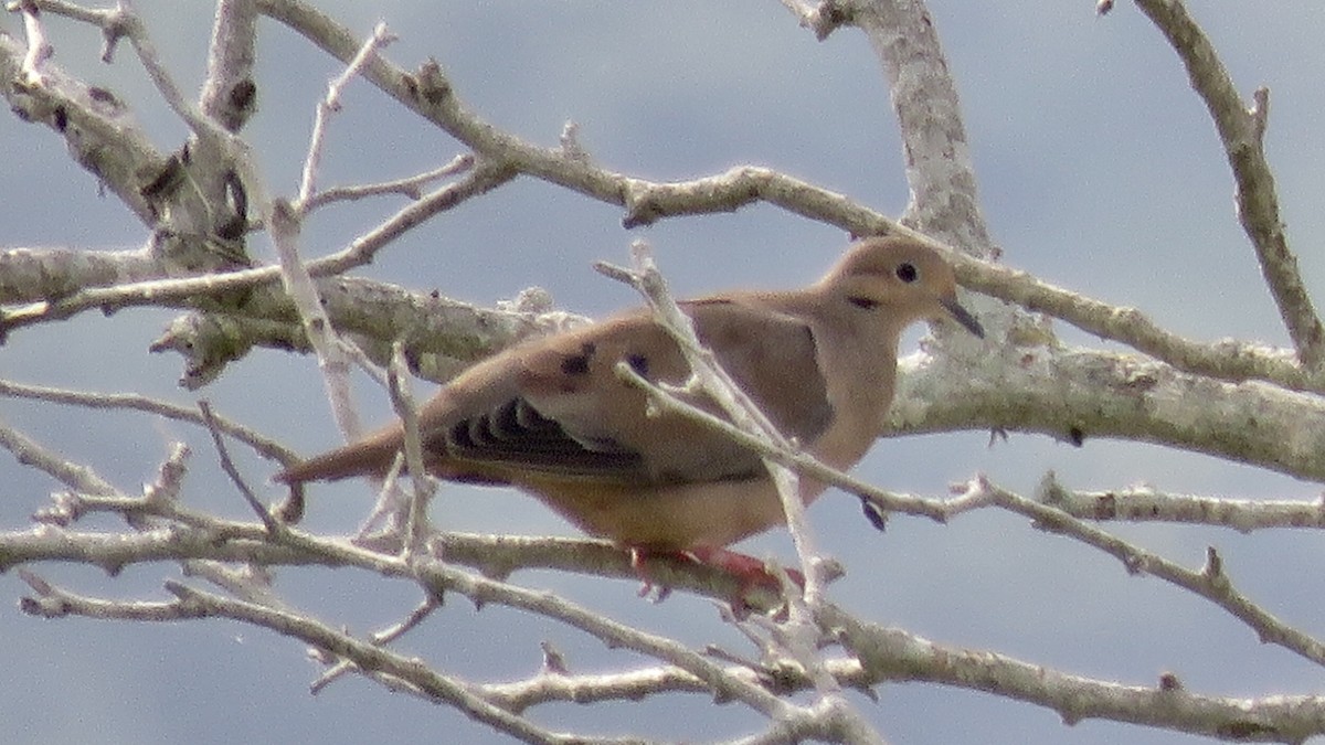 Eared Dove - Nick Komar