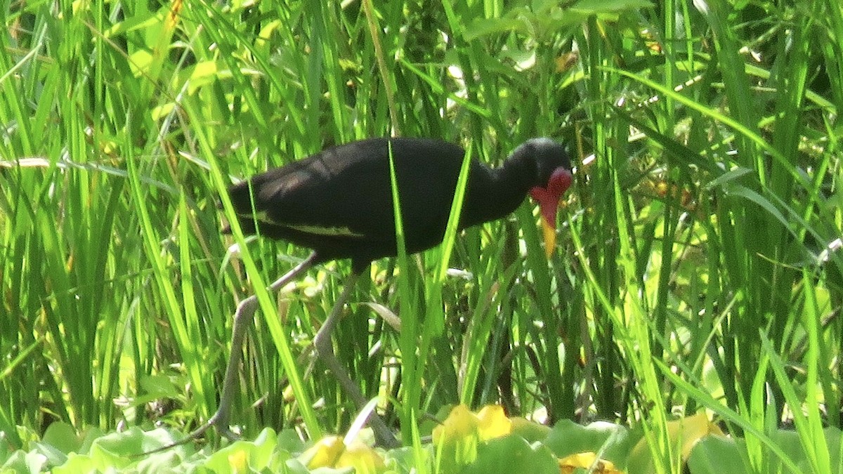 Wattled Jacana - ML193497581