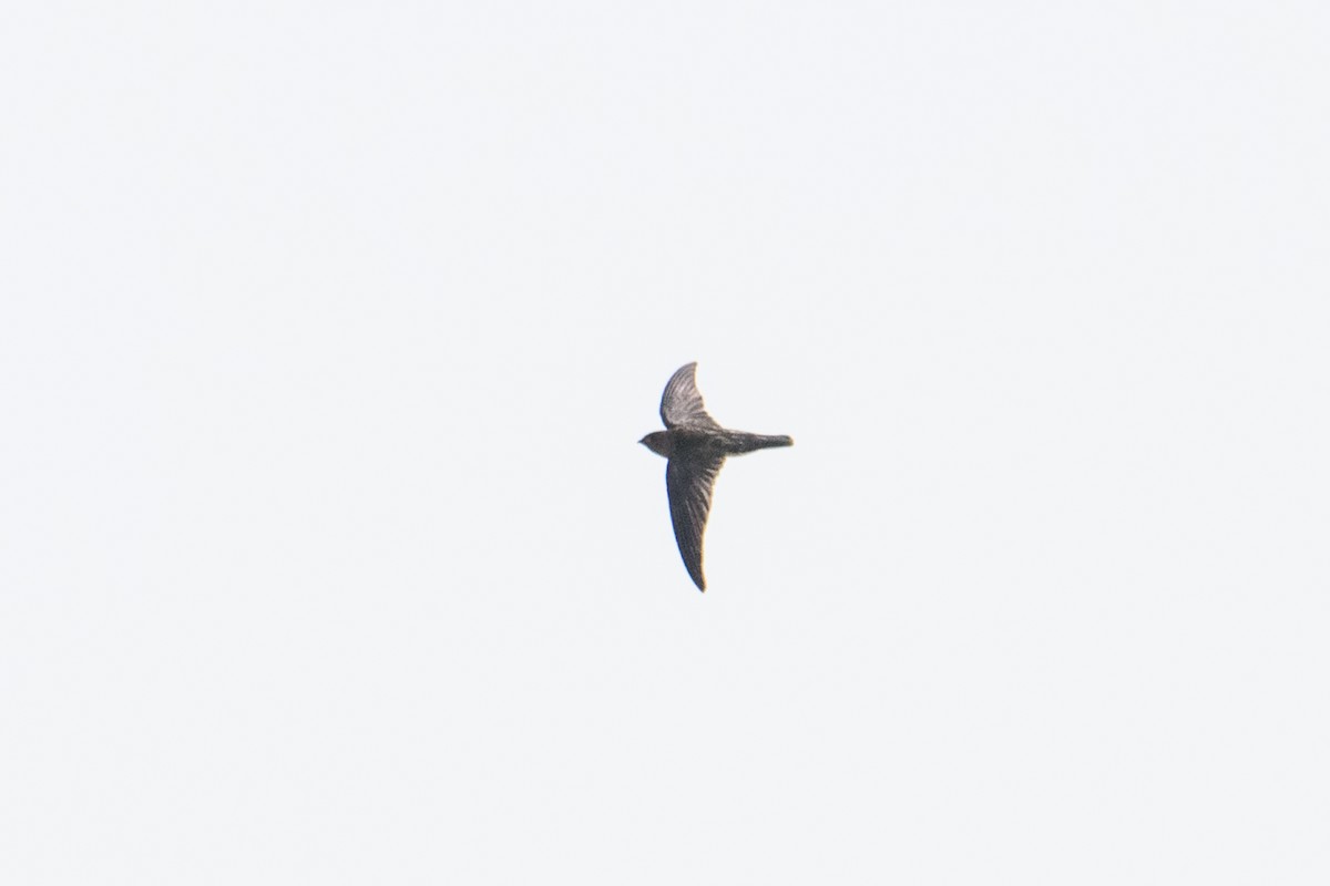 Cave Swiftlet - ML193497841