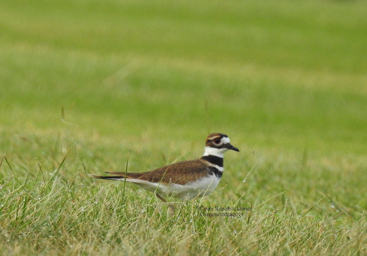 Killdeer - ML193500121