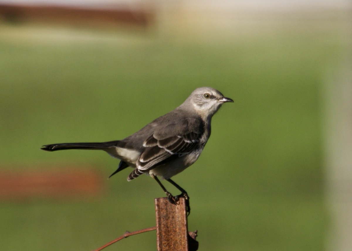 Northern Mockingbird - ML193501391