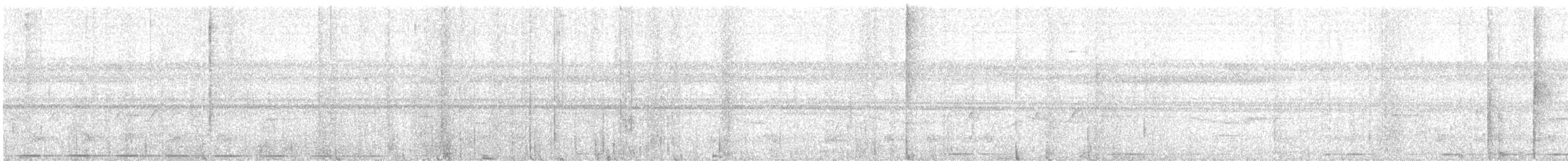 Coucal à ventre blanc - ML193502411