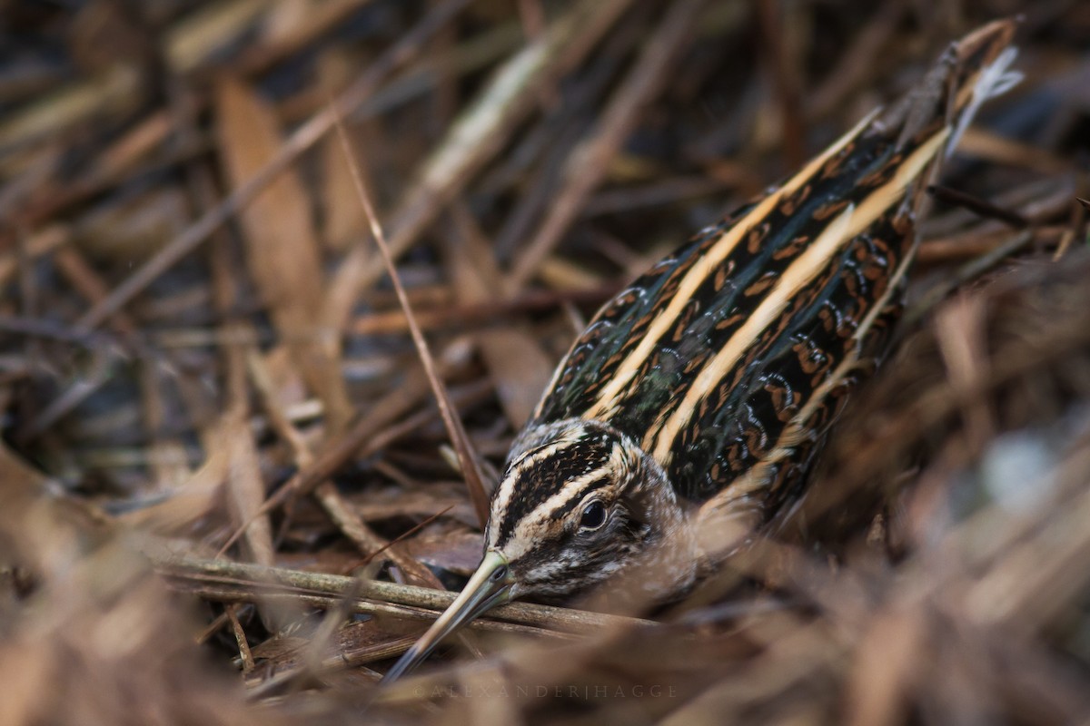 Bécassine sourde - ML193503311