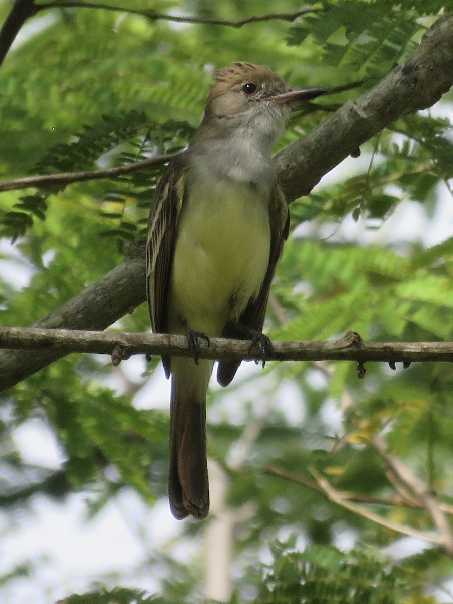 Brown-crested Flycatcher - Nick Komar